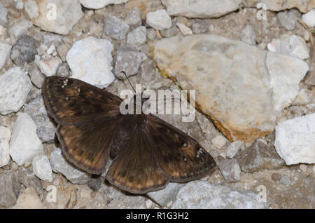 Horace’s Duskywing, Gesta horatius Stockfoto