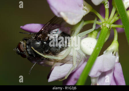 Thomisidae Crab Spider, Familie, mit Fliegen, um Diptera, prey auf rotklee Trifolium pratense Stockfoto