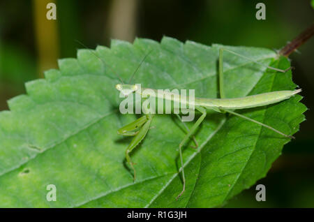 Chinesische Mantis, Tenodera sinensis Stockfoto