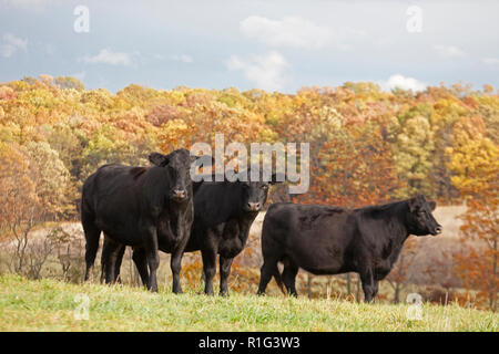 Schwarzes Angus-Rind auf Weide auf einer Pennsylvania Farm Stockfoto