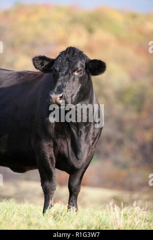 Black Angus Kuh auf der Weide Stockfoto