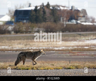 Städtischer Kojote auf einem Wanderweg durch ein Stadtquartier in Kanada. Canis latrans Stockfoto