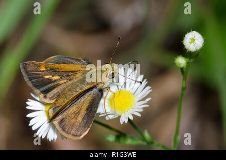 Südlicher Bruchstrich, Polites otho, weiblicher Nektaring aus fleabane, Erigeron sp. Stockfoto