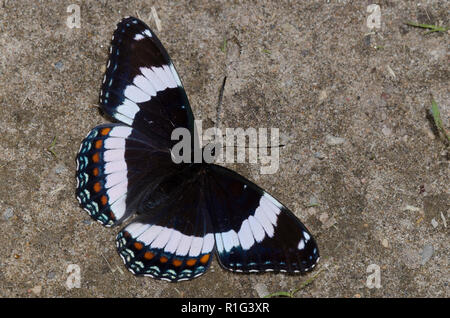 White Admiral, Limenitis arthemis, Schlamm - puddling Stockfoto