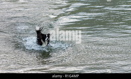 Der Australian Shepherd Dog spielt und schwimmt im See. Stockfoto