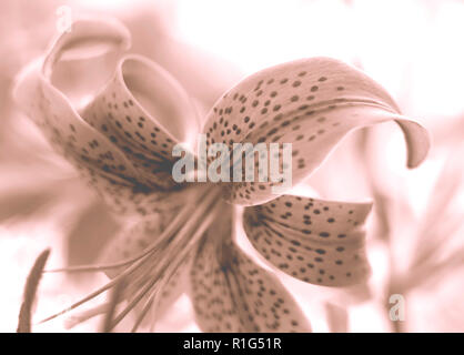 Abstraktes Bild der Lilie Blume mit rosa Ton und weiches Licht Stil. Natur Hintergrund. Stockfoto