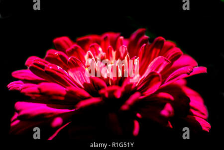 Red Zinnia (Zinnia elegans) Blüte im Dunkeln mit glühenden Zentrum. Dunkle blume Hintergrund. Stockfoto