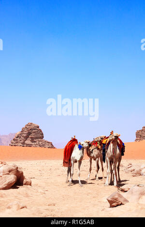 Vier Kamele in der Wüste Wadi Rum, Jordanien. Auf blauen Himmel Hintergrund Stockfoto