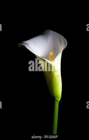 Calla lily isoliert auf Schwarz Stockfoto