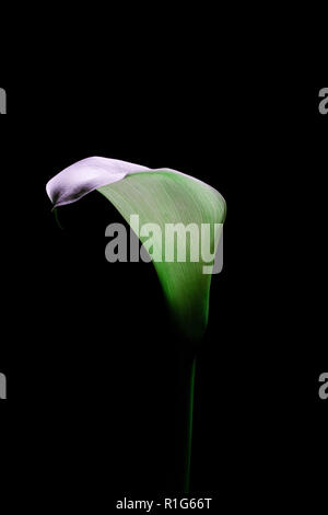 Zarte calla Lilie, die im Dunkeln leuchten Stockfoto