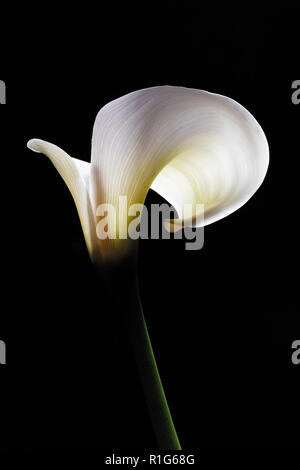 Schöne weiße Calla lily hell beleuchtet auf schwarzem Hintergrund - studio Shot Stockfoto