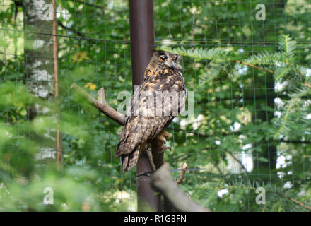 Eine schöne eurasischen Uhu sitzen auf Zweig und Suchen auf Kamera und warten auf das Mittagessen oder Beute. Sonnigen Tag und owl Entspannen auf den Zweig. Stockfoto