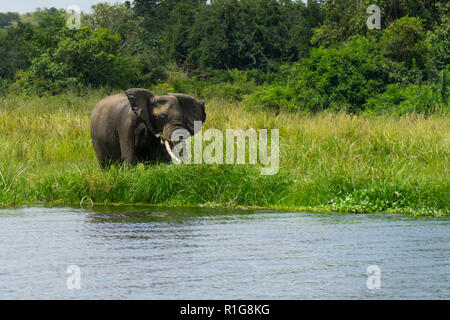 Elefant auf Kazinga Kanal Ufer, geschossen von einem Boot auf dem Wasser genommen Stockfoto