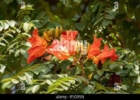 Spathodea campanulata, African Tulip Tree Stockfoto