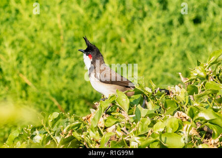 Rot-whiskered Bulbul, Pycnonotus jocosus in Mysore, Karnataka, Indien Stockfoto