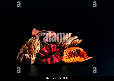 In verschiedenen Farben und Alter der Blätter der jackfrucht Baum Blätter aus frischem Grün Braun auf schwarzem Hintergrund zu trocknen. 2018 Stockfoto