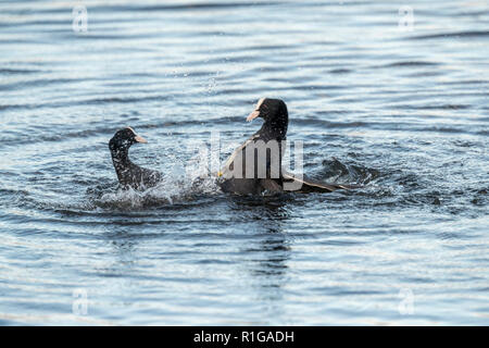 Blässhuhn Fulica atra; Zwei kämpfende; Cornwall, UK Stockfoto