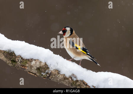 Goldfinch; Carduelis carduelis Single; im Schnee Cornwall, UK Stockfoto