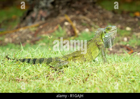 Junge weibliche Iguana iguana, Guadeloupe, French West Indies. Stockfoto