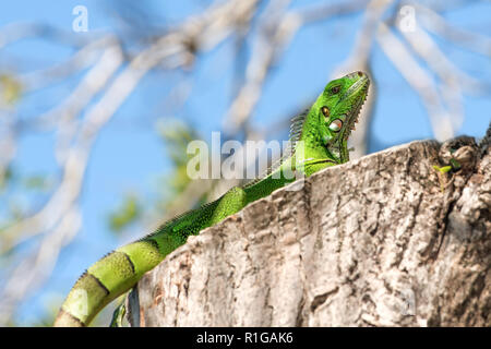 Junge weibliche Iguana iguana, Guadeloupe, French West Indies. Stockfoto