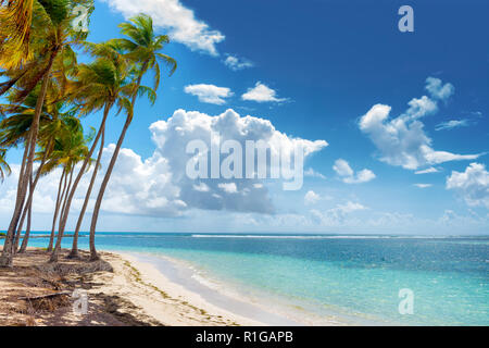 Blauer Himmel, Kokosnüsse, Bäume, türkisfarbenes Wasser und goldenen Sandes, Caravelle Beach, Saint Anne, Guadeloupe, French West Indies. Stockfoto