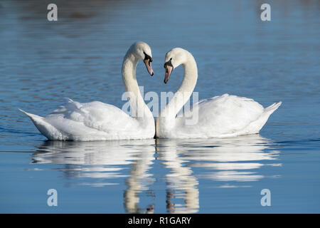 Höckerschwan; Cygnus Olor Cornwall; UK Stockfoto