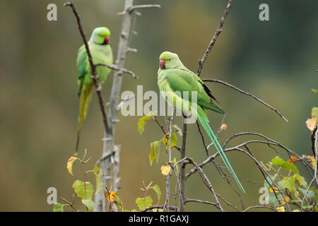 Ring Necked Parakeet; Psittacula krameri London, UK Stockfoto