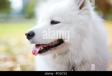 Portrait von Bulldog Hund im Herbst Park Stockfoto