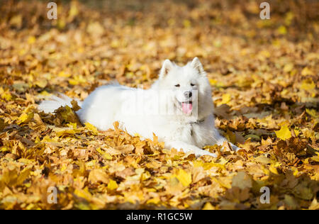 Happy samoyed Hund im Herbst Park Stockfoto