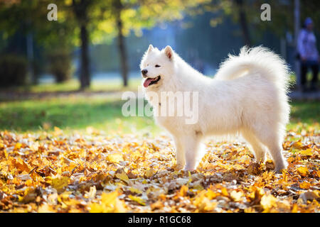 Happy samoyed Hund im Herbst Park auf birght sonnigen Tag Stockfoto