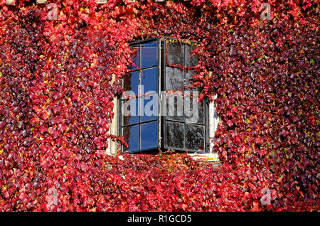 Red herbstliche Virginia Creeper Anlage auf Wand, Cambridge, England Stockfoto