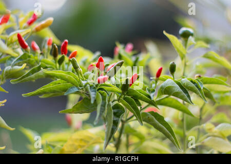 Birds Eye chili Pflanze im Freien mit roten Früchten wachsen mit grünen Blättern Stockfoto