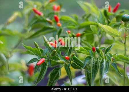 Birds Eye chili Pflanze im Freien mit roten Früchten wachsenden Stockfoto