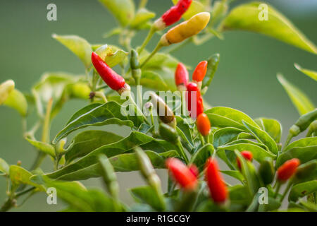 Birds Eye chili Pflanze im Freien mit roten Früchten wachsenden Stockfoto