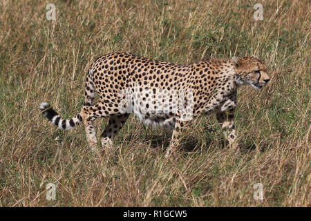 Eine schwangere Geparden zu Fuß durch trockenes Gras in Masai Mara National Park Stockfoto