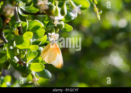 Gemeinsame gepunkteten Rahmen (Mylothris agathina), gelben Schmetterling mit schwarzen Punkten auf den Flügeln Kanten. Stockfoto