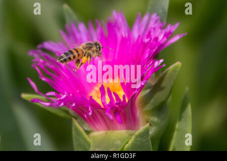 Biene im Flug mit rosa Blume Makroaufnahme. Stockfoto