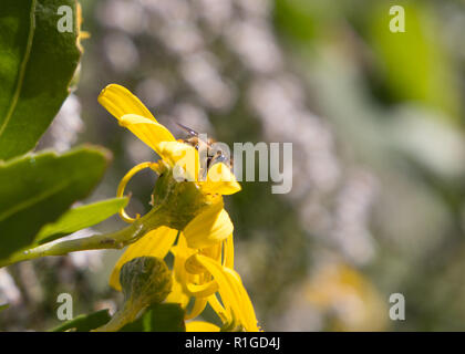 Honig Biene sitzt auf gelbe Blume im Freien Pollen sammeln Makro der Biene. Stockfoto