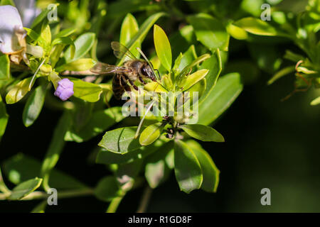 Biene auf einer Blüte Strauch, makroaufnahme. Stockfoto