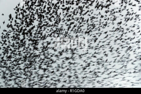 Eine murmuration von Staren in der Nähe von Gretna Green, im Süden von Schottland. Stockfoto