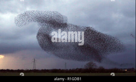 Eine murmuration von Staren in der Nähe von Gretna Green, im Süden von Schottland. Stockfoto