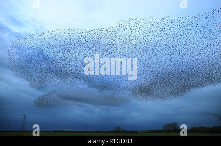 Eine murmuration von Staren in der Nähe von Gretna Green, im Süden von Schottland. Stockfoto