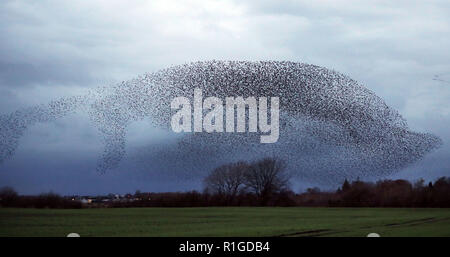 Eine murmuration von Staren in der Nähe von Gretna Green, im Süden von Schottland. Stockfoto