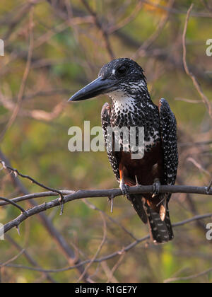 Riesiges Kingfisher Stockfoto