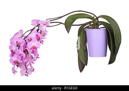 Spray von hell-lila Blumen auf einem Phalaenopsis Orchidee Pflanze und Luftwurzeln in einer lila metal Pot gegen einen weißen Hintergrund wachsenden Stockfoto