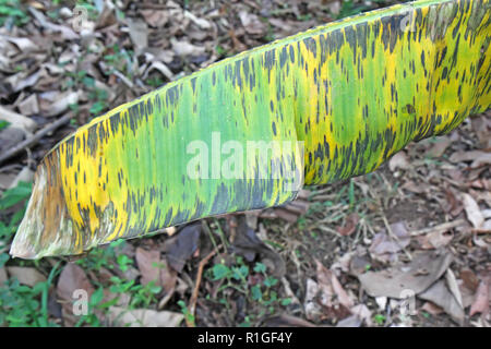 Symptome der Pilzkrankheit Black Leaf Streifen (Blsd) oder Sigatoka durch Pseudocercospora (synonym Mycosphaerella fijiensis) auf einem Blatt des Verbots verursacht Stockfoto