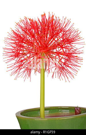 Zusammengesetzten Blume Leiter des Southern African Blut Lily, Scadoxus oder Multiflorus (ehemals Haemanthus oder Multiflorus), in einer grünen Keramik Topf wachsen Stockfoto