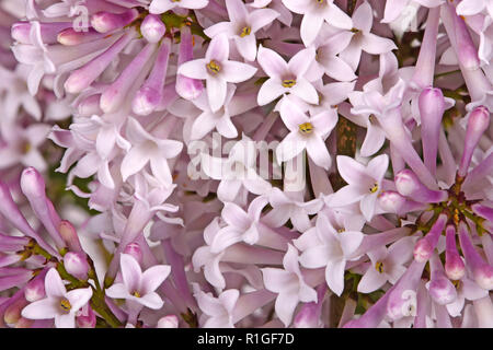 Viele blasse Blüten der Zwerg koreanischer Flieder (Syringa pubescens Unterarten patula) Cultivar Miss Kim den Rahmen füllen Stockfoto