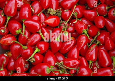 Cascabel helle rote Paprika Detailansicht von oben Stockfoto