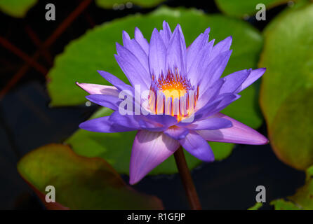 Violet Water Lilly in den Teich mit grünen Blättern im Hintergrund. Stockfoto